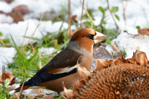 Canvas Print hawfinch during winter time