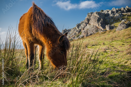 Fototapeta Naklejka Na Ścianę i Meble -  portrait of beautiful basque horse pottok in countryside mountains eating grass in basque country, france