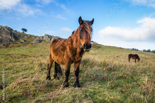 Fototapeta Naklejka Na Ścianę i Meble -  portrait of beautiful basque horse pottok in countryside mountains in basque country, france