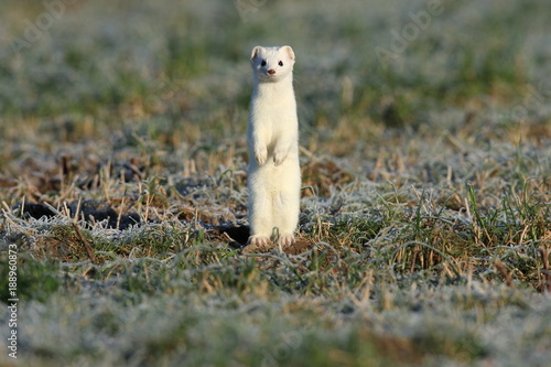 Photos stoat (Mustela erminea),short-tailed weasel Germany