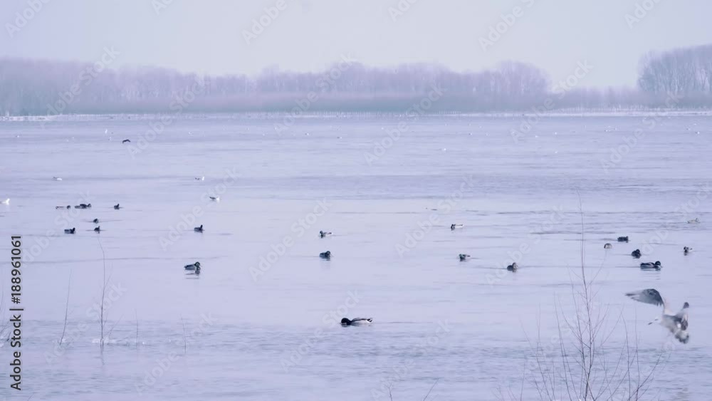 Wild flock of ducks and a seagull floating and swimming in a river on a hazy winter afternoon Wild flock of ducks and a seagull floating and swimming in a river on a hazy winter afternoon