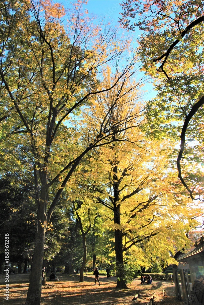 Fototapeta premium 上野公園の紅葉 東京