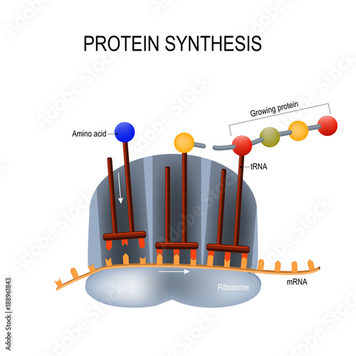 Protein Synthesis. Ribosome assemble protein molecules.