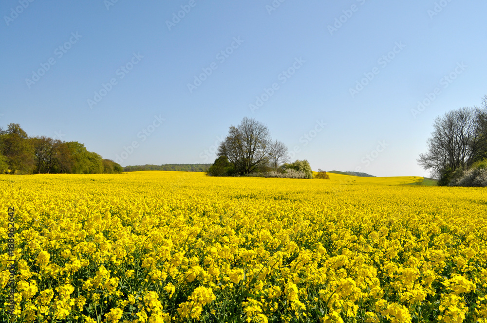 Rapsfeld in Posewald auf Rügen