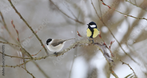 Two small birds-tits among the branches of the winter willow