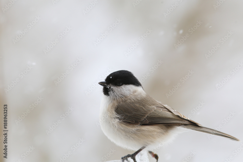 A lonely little marsh tit in the space of snow.... A lonely little marsh tit in the space of snow....
