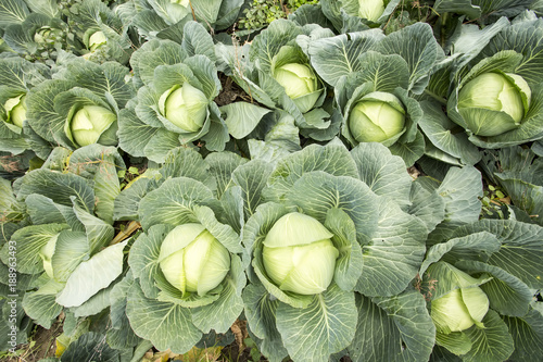 Cabbage field agriculture