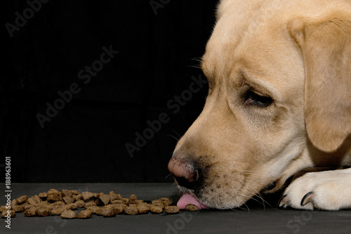 .A dog with his tongue sticking out eats the food on a black background.