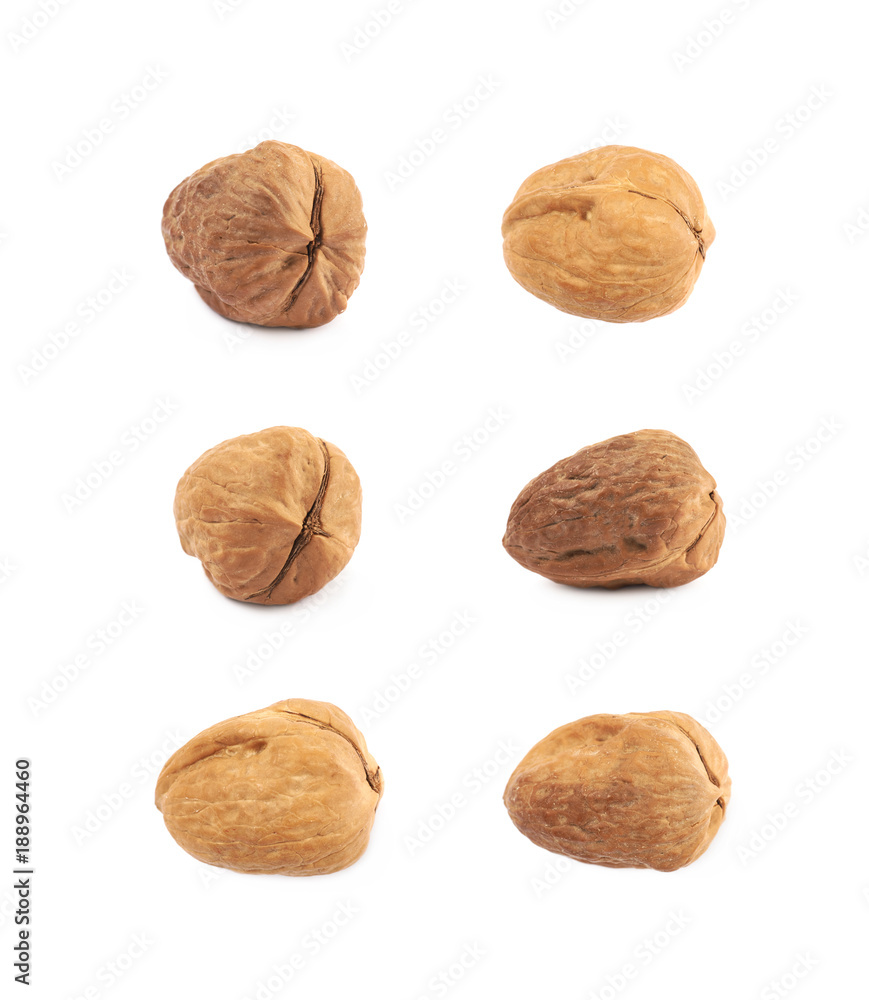 Single walnut isolated Single walnut isolated