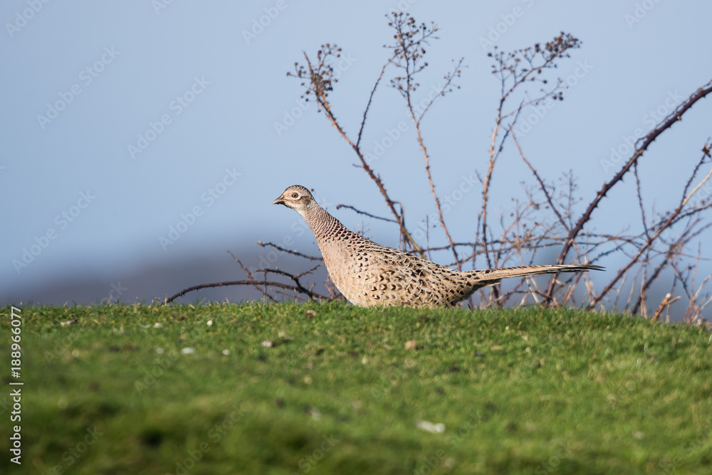 Common Pheasant, Pheasant, Phasianus colchicus Common Pheasant, Pheasant, Phasianus colchicus