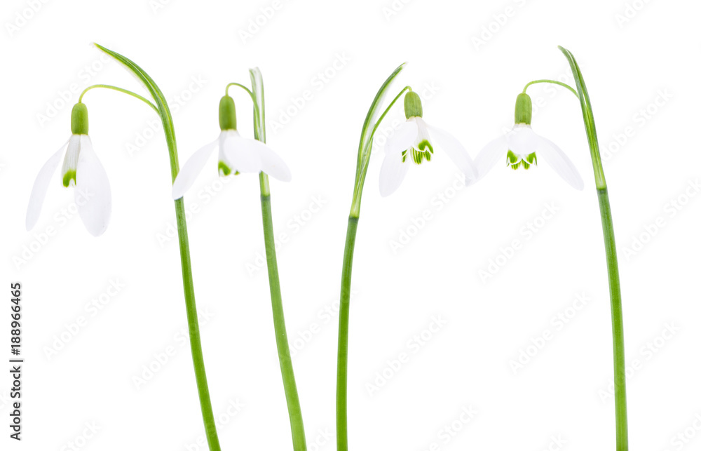 Snowdrops isolated on white background. Snowdrops isolated on white background.