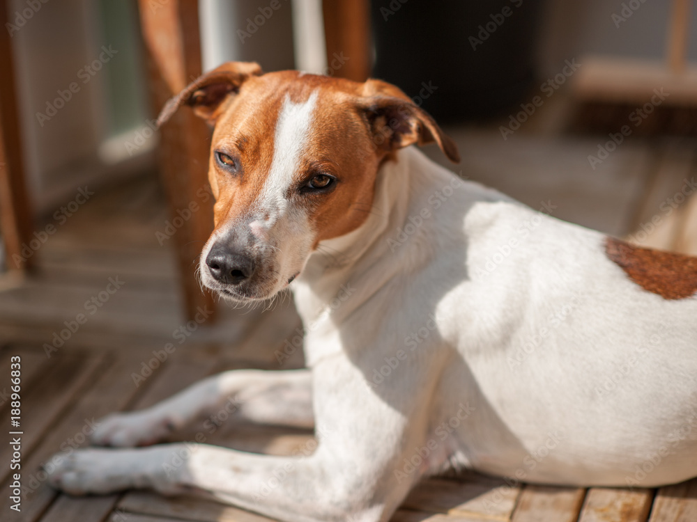 15 months old Danish Swedish Farmdog. This breed, which originates from Denmark and southern Sweden is lively and friendly. 15 months old Danish Swedish Farmdog. This breed, which originates from Denmark and southern Sweden is lively and friendly.