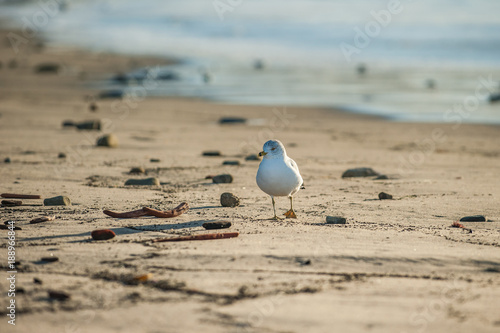 Photography Grey seagull showing web feet while foraging along the sandy shore while looking to left