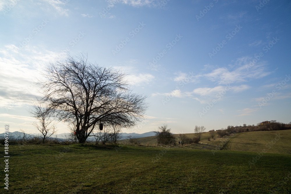 Obraz premium Meadow with trees and views to mountains. Slovakia