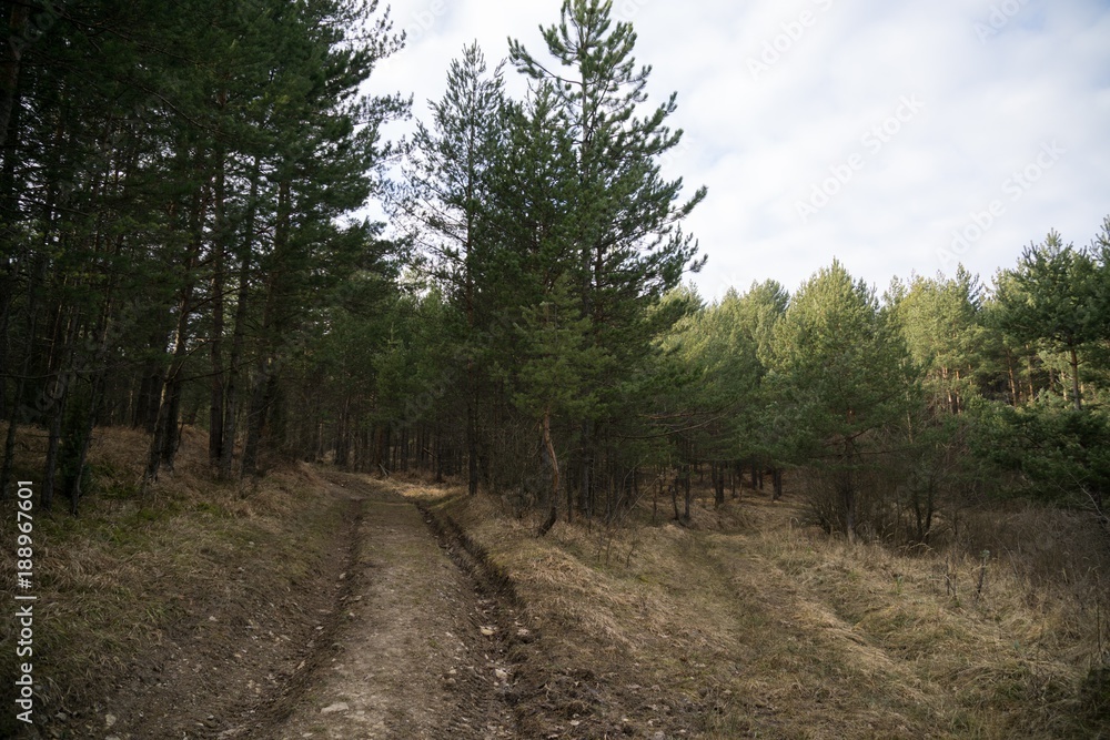 Fototapeta premium Jumping pump track trail for bicycle built in the middle of the woods. Slovakia