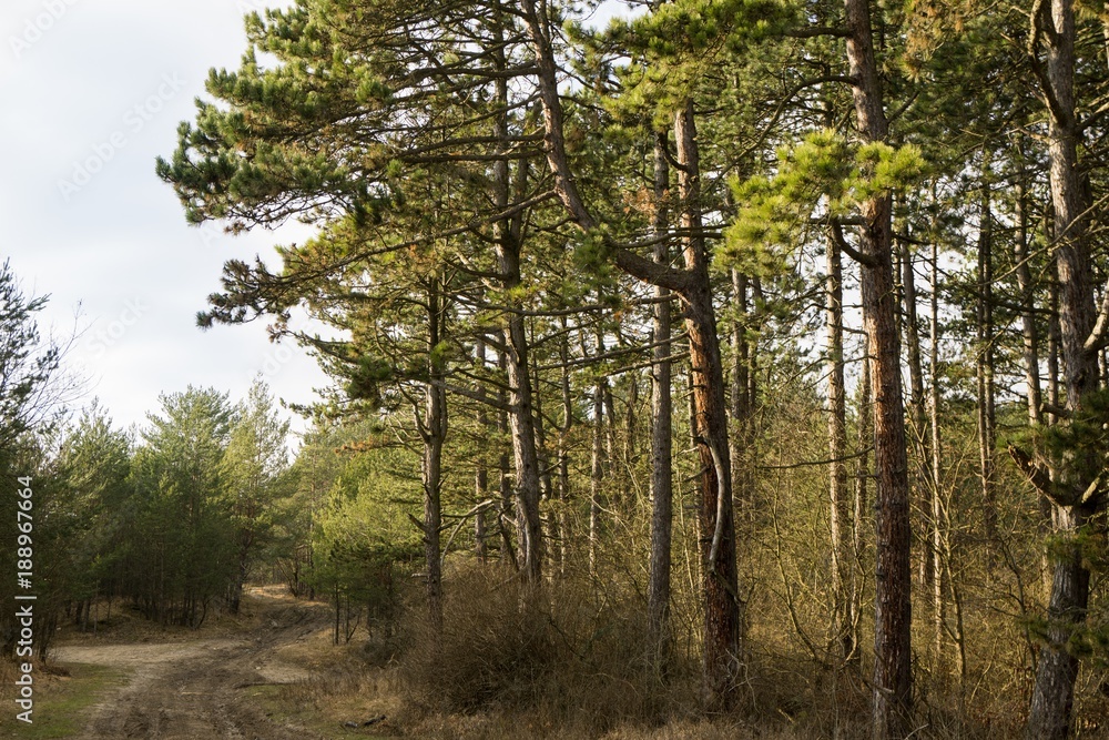 Trees in the forest. Slovakia Trees in the forest. Slovakia