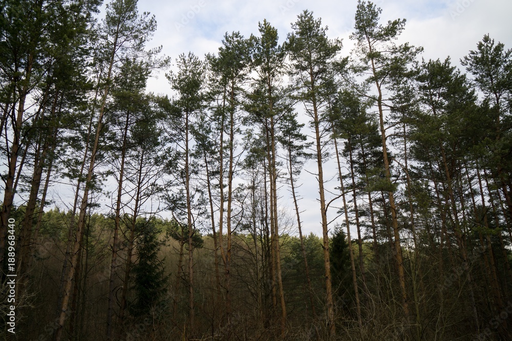 Trees in the forest. Slovakia Trees in the forest. Slovakia