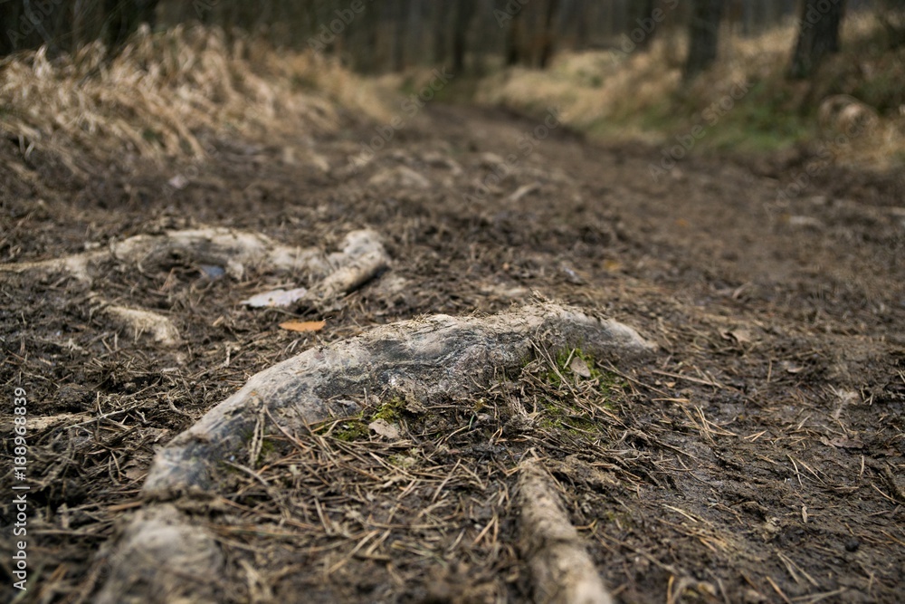 Roots of tree in forest. Slovakia Roots of tree in forest. Slovakia