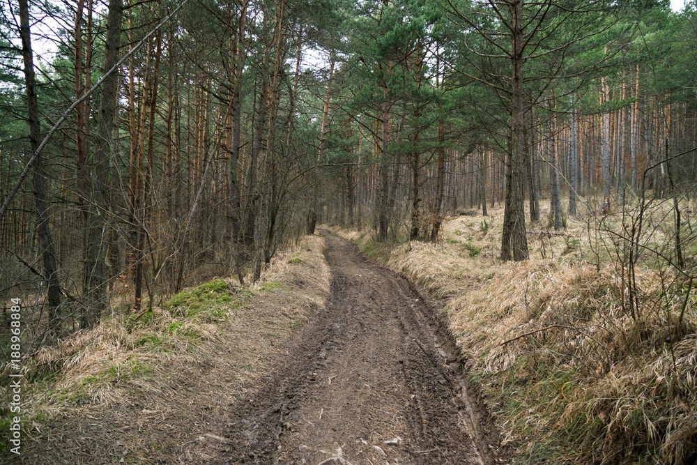 Jumping pump track trail for bicycle built in the middle of the woods. Slovakia Jumping pump track trail for bicycle built in the middle of the woods. Slovakia