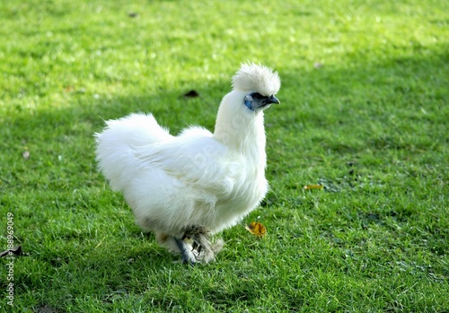 A beautiful white silk chicken walking alone in a garden 