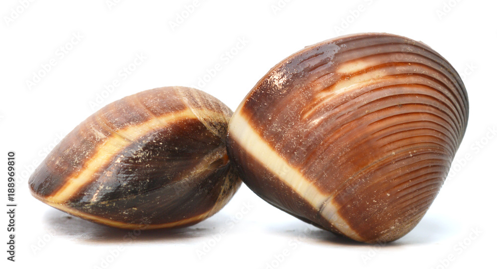 Clams on white background Clams on white background