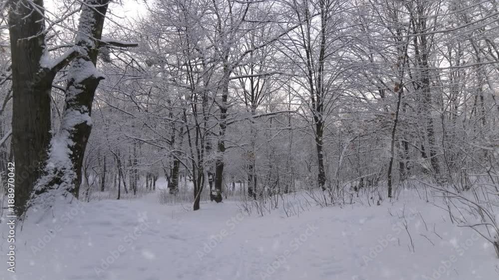 Walking through winter forest during snowfall. POV, 4K Walking through winter forest during snowfall. POV, 4K