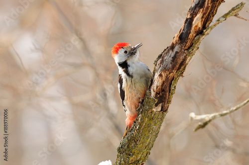 Middle spotted woodpecker (Dendrocoptes medius) sitting on a tree against a background of other trees. photo