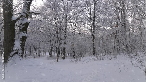 Wallpaper Mural Walking through winter forest during snowfall. POV, 4K Torontodigital.ca
