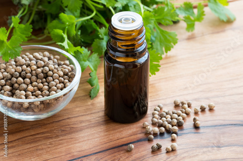 A bottle of coriander essential oil with coriander seeds and cilantro leaves