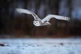 Low angle photo of flying beautiful Snowy owl Bubo scandiacus. Magic white owl with black spots and bright yellow eyes flying over meadow covered on snow against blurred birch forest. Winter time
