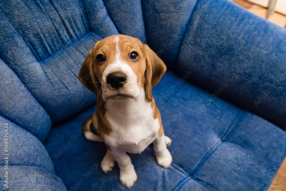 Beagle pet close-up at blue sofa indoors