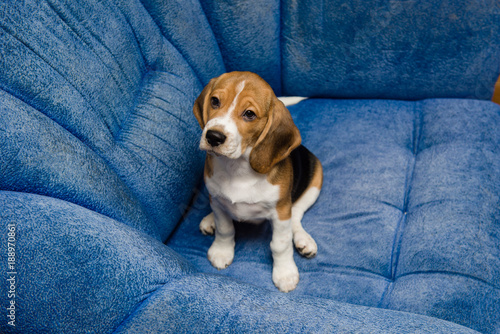 Beagle pet close-up at blue sofa indoors