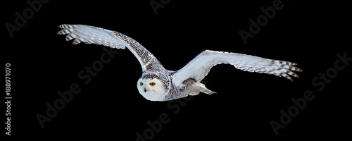 Isolated on black background,  flying beautiful Snowy owl Bubo scandiacus. Magic white owl with black spots and bright yellow eyes flying with fully outstretched wings. Symbol of arctic wildlife.