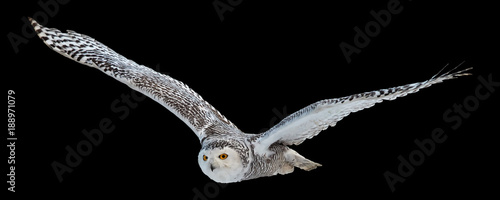 Isolated on black background,  flying beautiful Snowy owl Bubo scandiacus. Magic white owl with black spots and bright yellow eyes flying with fully outstretched wings. Symbol of arctic wildlife.