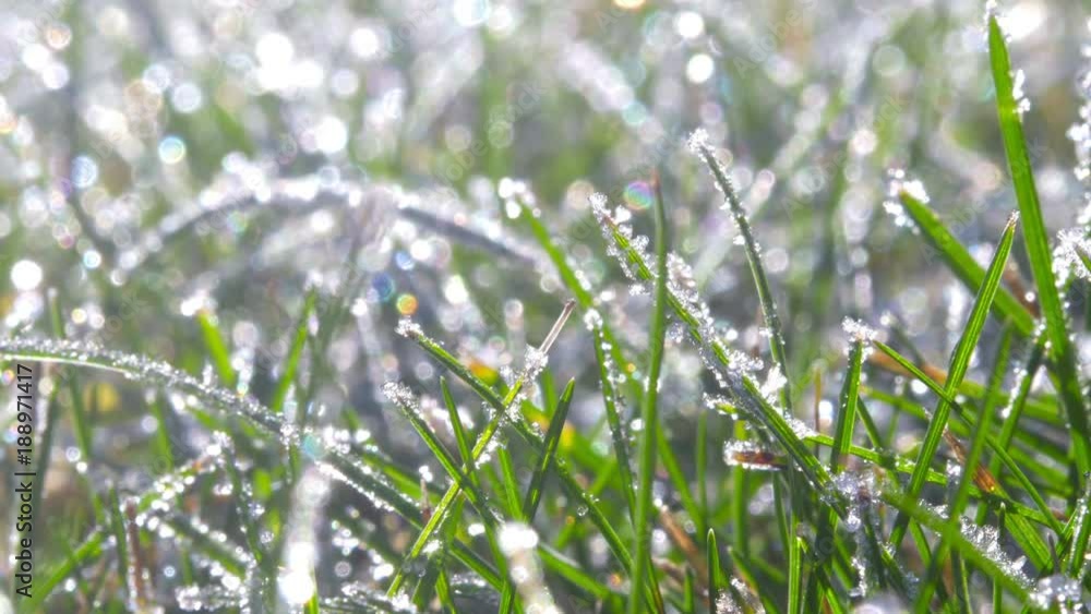 a grass covered with frost crystals close-up, on a calm sunny day. freezing a grass covered with frost crystals close-up, on a calm sunny day. freezing