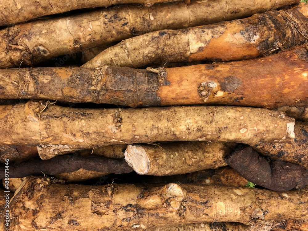 Burdock root display