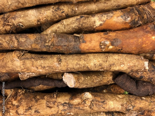Canvas Print Burdock root display