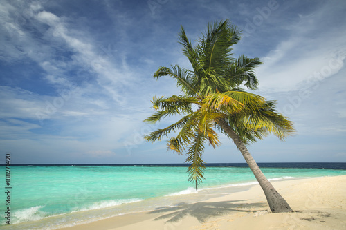 beautiful alone palm on the sand beach near the emerald sea on Maldives island