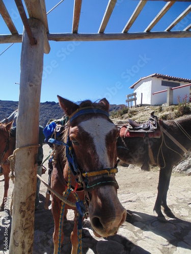 Establo de caballos en montañas andinas