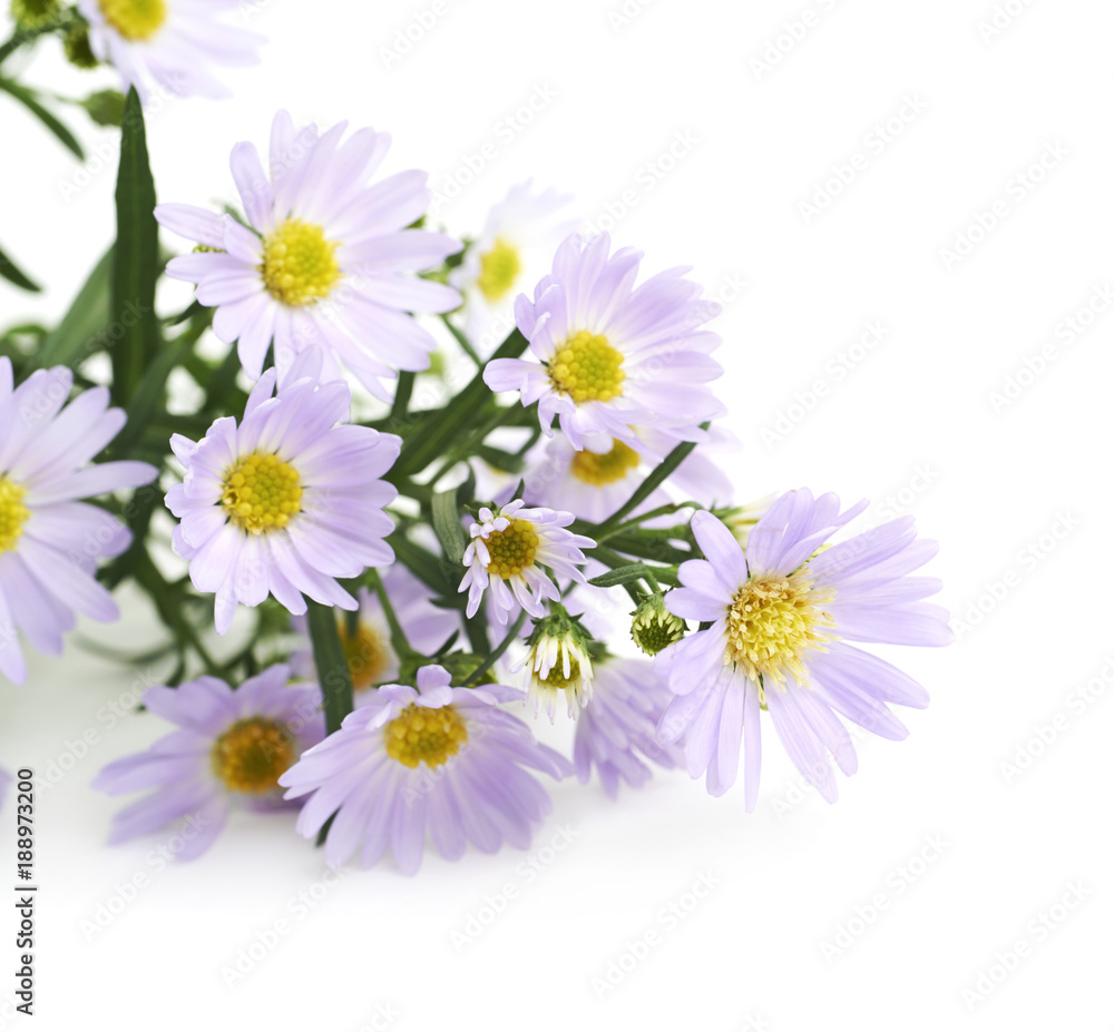 Obraz premium Wild violet flower isolated