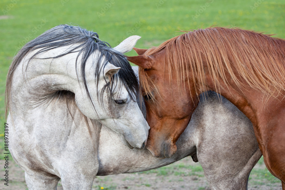 Naklejka premium Portret dwóch ładnych koni arabskich