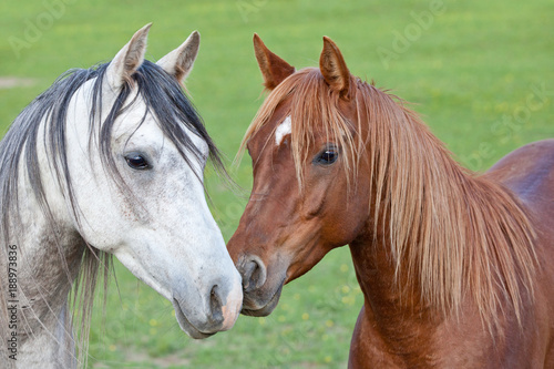 Obraz na płótnie Portrait of nice two arabian horses w salonie