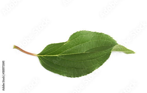 Green rose leaf isolated