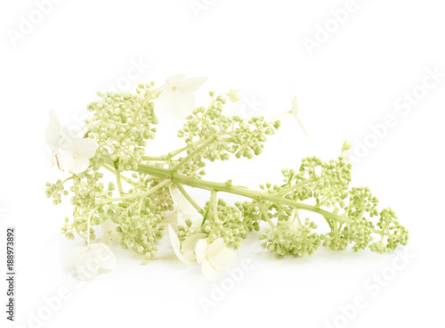 Decorational flower branch isolated