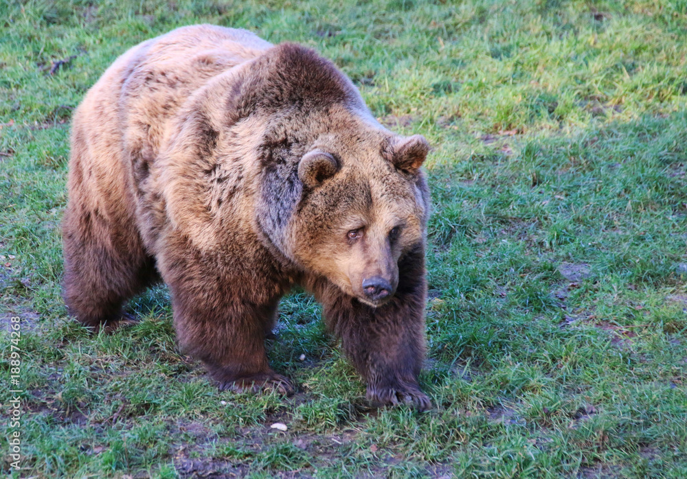 European Brown Bear