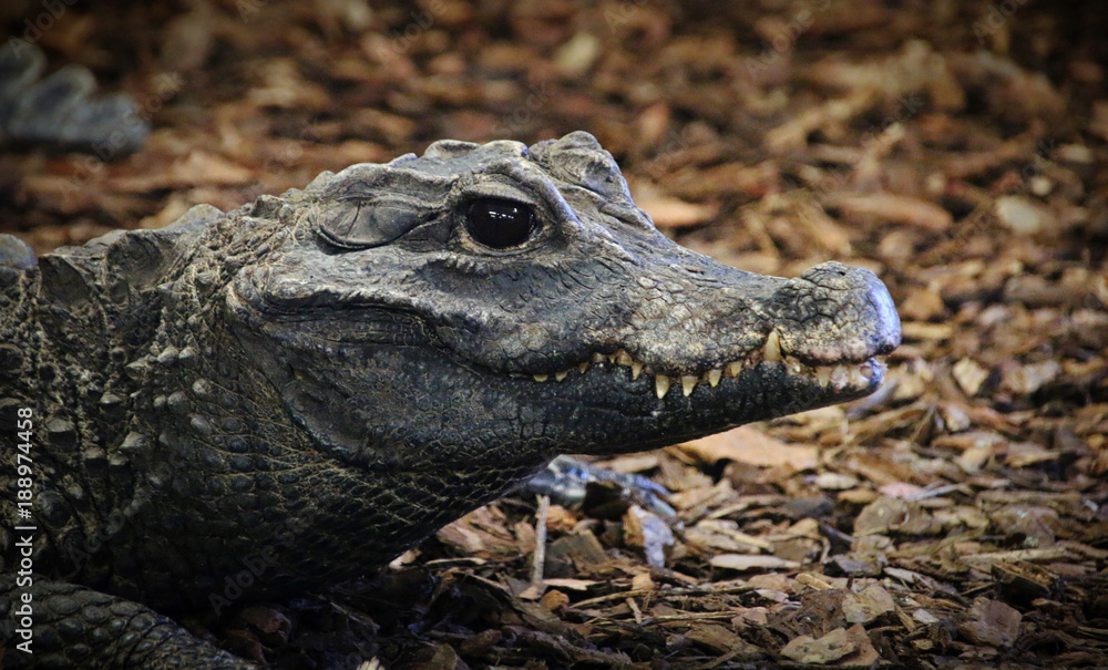 Obraz premium Crocodile