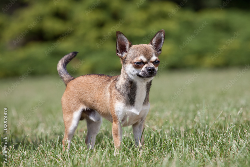 Portrait of nice chihuahua dog