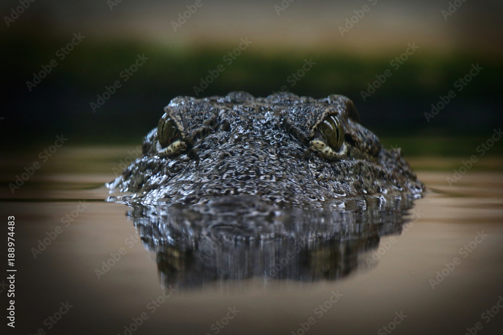Crocodile