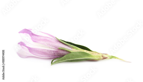 Violet flower bud isolated