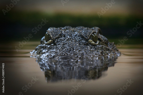 Crocodile